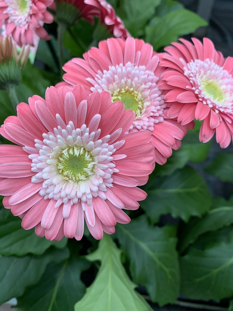 arizonagurl09 onlyfans leaked picture 2