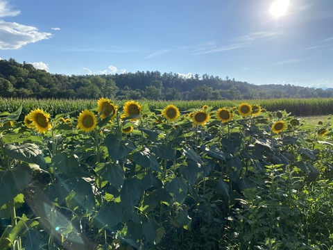 bad_madss onlyfans leaked picture 2