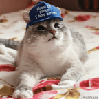 catinthebluehat avatar