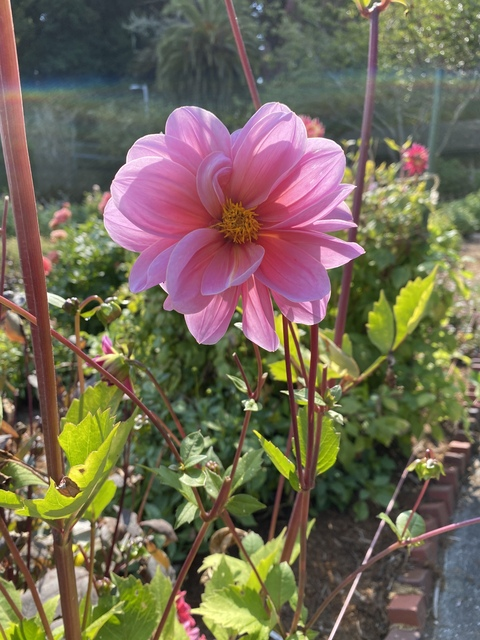 celestemoon onlyfans leaked picture 2