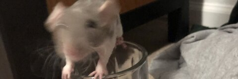 crocmami onlyfans leaked picture 2