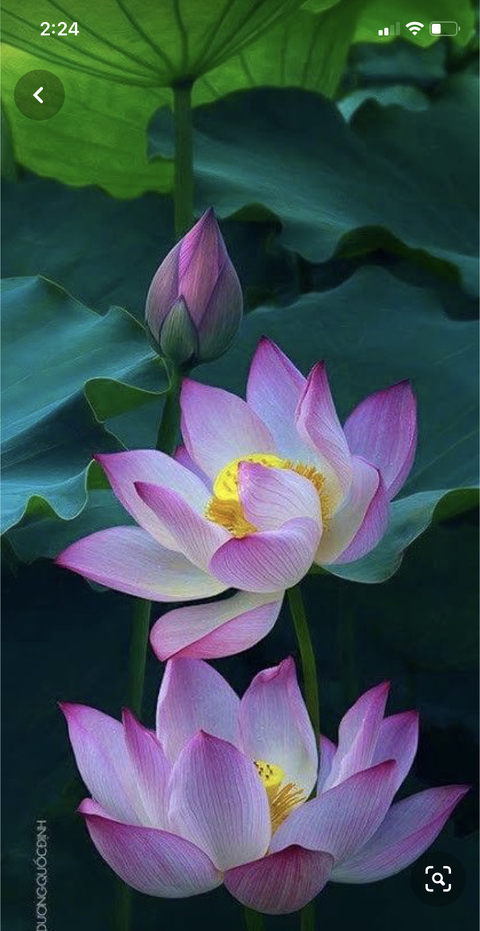 cupofjoewithmoe onlyfans leaked picture 2