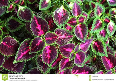 dunkboi onlyfans leaked picture 2