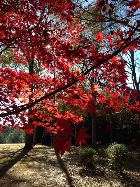 fansforfun onlyfans leaked picture 2