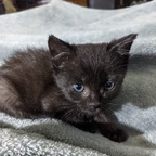 fosterkittens avatar