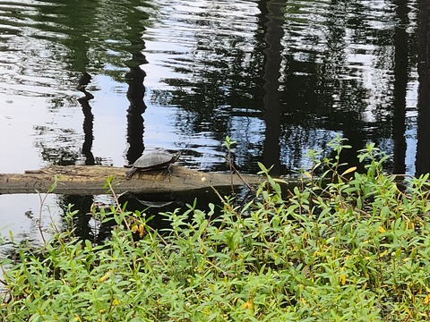 golferballz onlyfans leaked picture 2