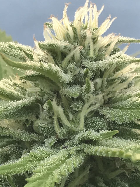 growerschoice23 onlyfans leaked picture 2