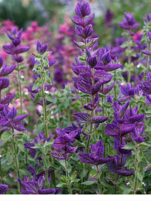 honoringherbs onlyfans leaked picture 2