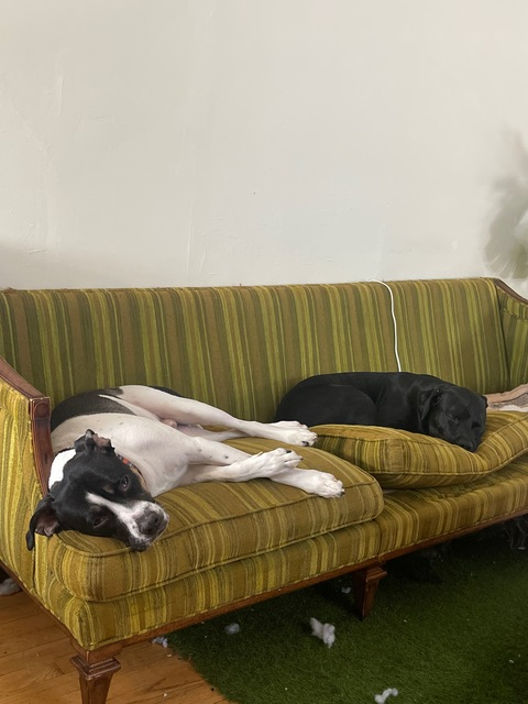 izzyisdying69 onlyfans leaked picture 2