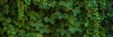 poisonivyoxox onlyfans leaked picture 2