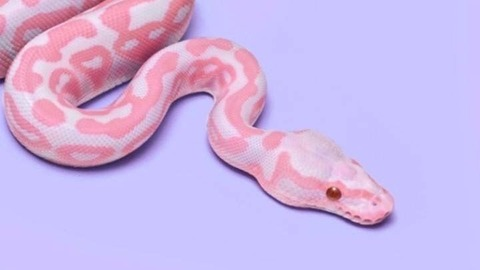 princess-rory onlyfans leaked picture 2