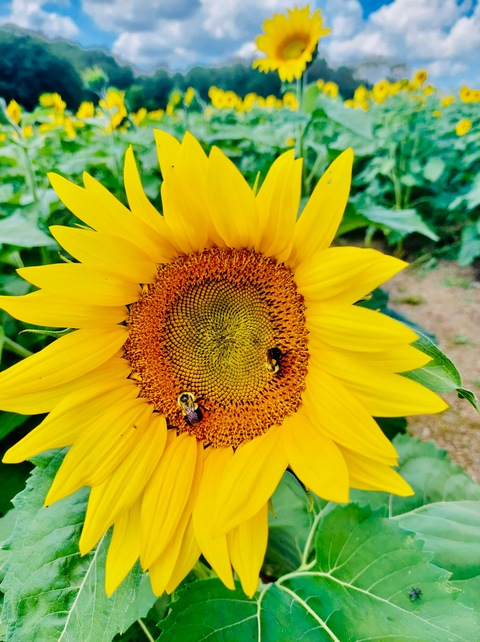 savyangel onlyfans leaked picture 2