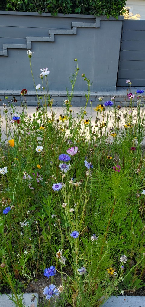 sinnycinn onlyfans leaked picture 2