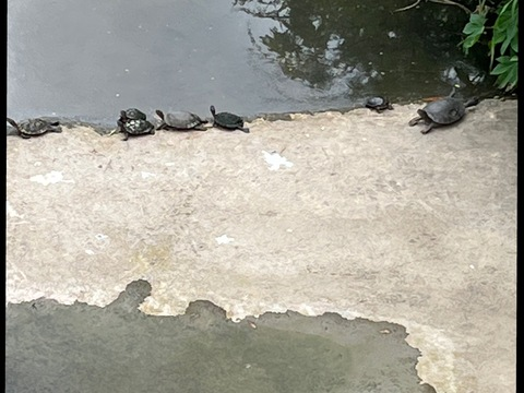 sumdu onlyfans leaked picture 2