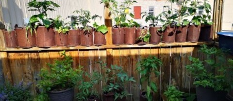 the_naked_gardener onlyfans leaked picture 2