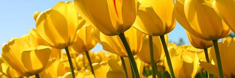 trumpetnerd34 onlyfans leaked picture 2