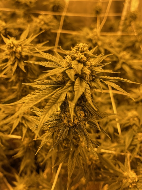 uemi588luv onlyfans leaked picture 2