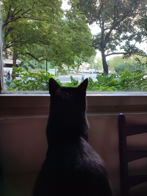 virgokitty13 onlyfans leaked picture 2