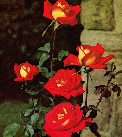 whickedmess onlyfans leaked picture 2